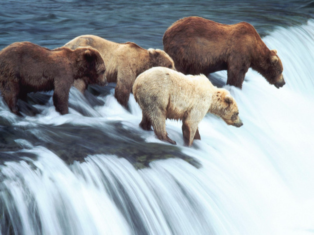 Обои картинки фото brown, bears, katmai, national, park, alaska, животные, медведи