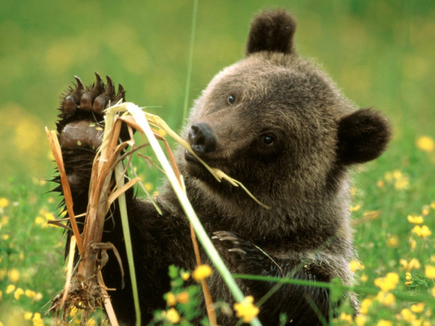 Обои картинки фото cattail, eating, grizzly, bear, colorado, животные, медведи