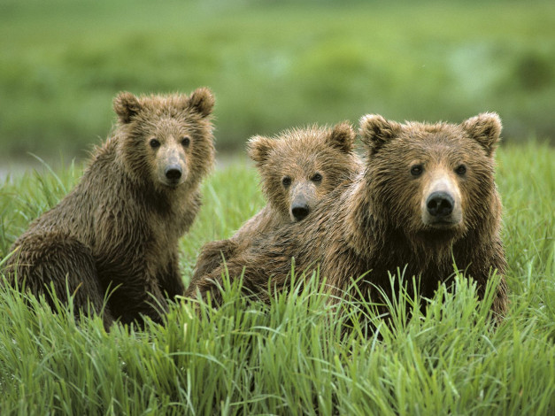 Обои картинки фото curious, cubs, and, mom, животные, медведи