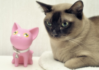 Картинка животные коты игрушка сиамский+кот