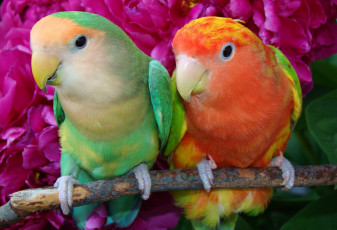 Картинка животные попугаи неразлучники