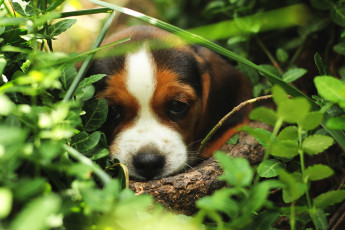 Картинка животные собаки ветка щенок листья