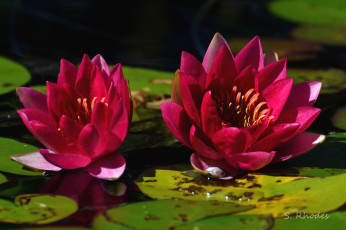 Картинка цветы лилии водяные нимфеи кувшинки пара