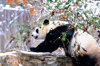 Картинка животные панды зима снег