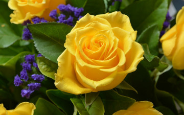 Картинка yellow rose цветы розы лепестки бутон роза