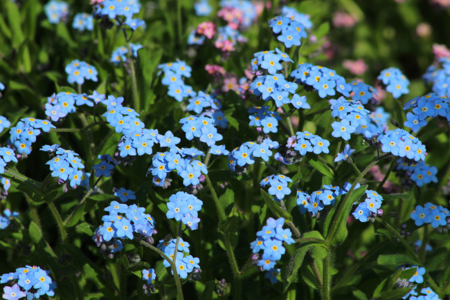 Обои картинки фото цветы, незабудки, голубой