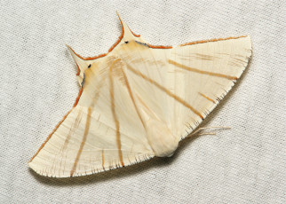 Картинка животные бабочки itchydogimages макро вязаное полотно моль крылья