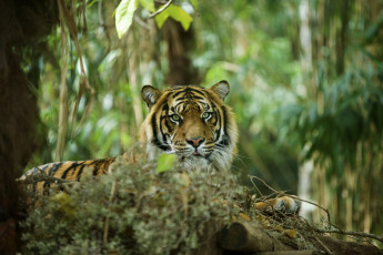 Картинка животные тигры хищник морда отдых