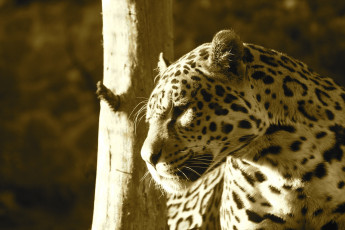Картинка животные Ягуары морда профиль свет