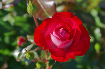 Картинка цветы розы лепестки листья розовая цветение роза