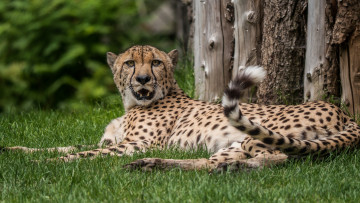 Картинка животные гепарды кошка клыки пасть трава хвост лежит отдых
