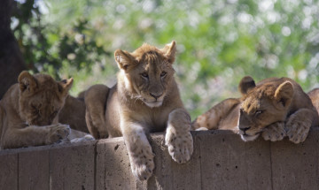 Картинка животные львы львята детеныши трио семья отдых зоопарк