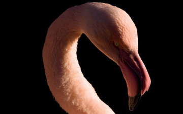 Картинка животные фламинго клюв