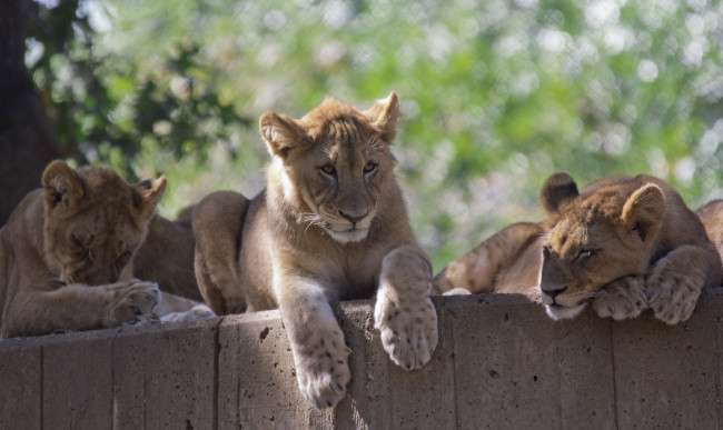 Обои картинки фото животные, львы, львята, детеныши, трио, семья, отдых, зоопарк