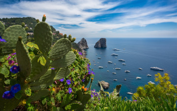 Картинка корабли Яхты италия море цветы кактус капри лето яхты
