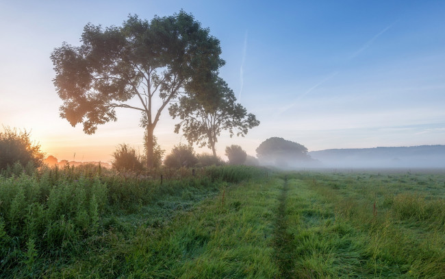 Обои картинки фото природа, деревья, поле, утро, туман