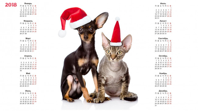 Обои картинки фото календари, животные, кошка, шапка, собака