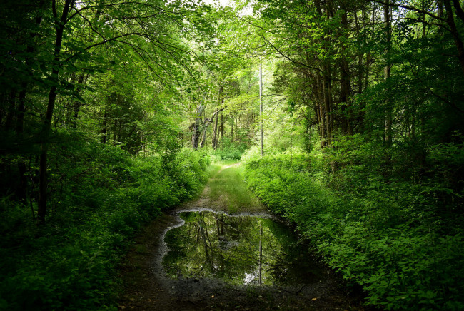Обои картинки фото природа, лес, простор