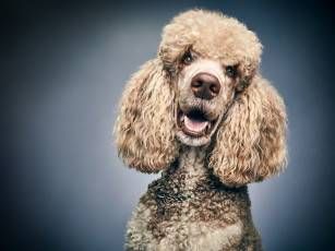 Картинка животные собаки пудель собака портрет фон морда взгляд