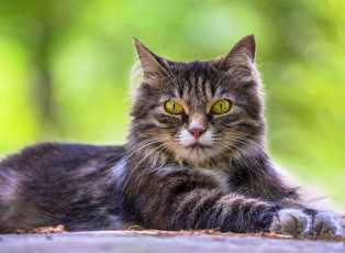 Картинка животные коты лежит портрет трава взгляд кот кошка