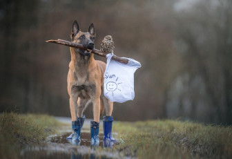 Картинка животные собаки ненастье флаг лужа майка сапоги собака палка рисунок птица белый лес солнышко друзья дружба сова дождь трава бельгийская овчарка