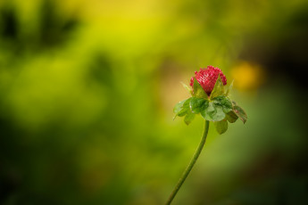 Картинка природа Ягоды боке ягода земляника лето