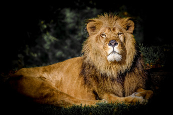 Картинка животные львы хищник