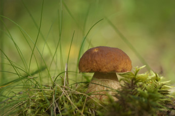 Картинка природа грибы боровик гриб трава