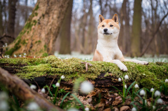 Картинка животные собаки сиба сиба-ину бревно щенок подснежники весна собака мох поляна парк фон дерево природа цветы морда взгляд лес