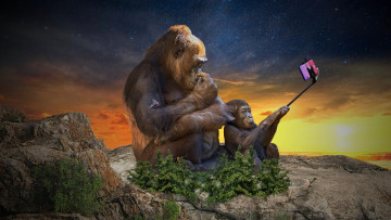Картинка селфи разное компьютерный+дизайн обезьяны сэлфи
