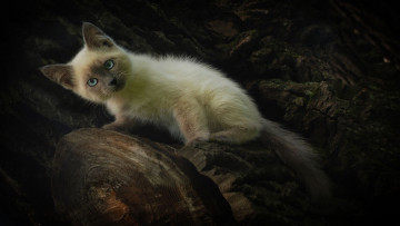 Картинка животные коты взгляд домашний питомец сиамский кот котенок удивление природа