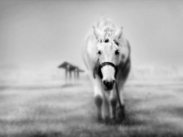 Обои картинки фото животные, лошади, туман, поле, белая, лошадь