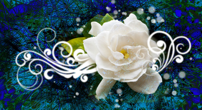 Обои картинки фото разное, компьютерный дизайн, роза, белая, цветок, узор