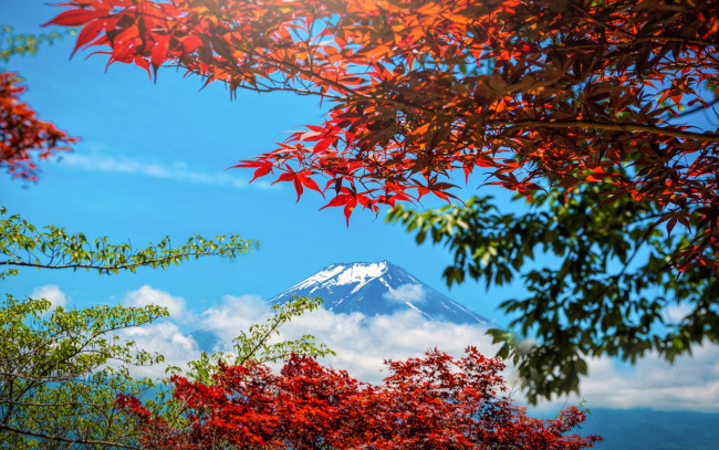 Обои картинки фото природа, горы, japan, Япония, colorful, листья, небо, осень, fuji, mountain, maple, осенние, leaves, autumn, landscape, гора, фуджи, клен, red
