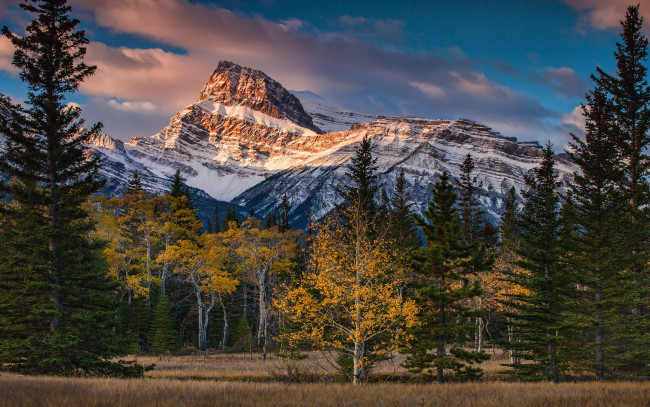 Обои картинки фото природа, горы, осень, осенняя, ели, канада, альберта, снежные, вершины, синева, деревья, снег, облака, небо, лес