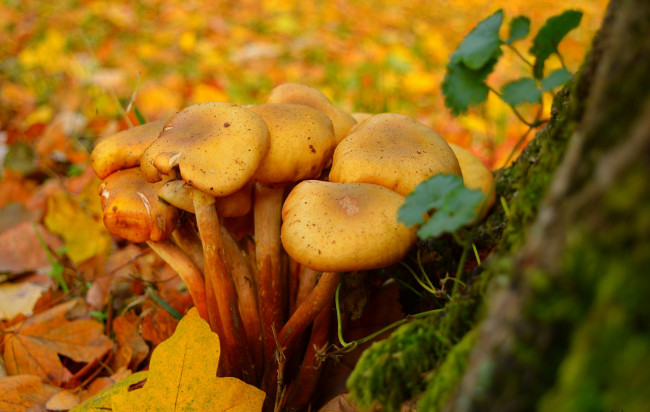 Обои картинки фото природа, грибы, mushrooms, leaves, autumn, листва, fall, осень