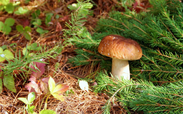 Картинка природа грибы сосновые ветки боровик