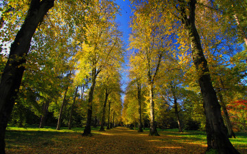 обоя природа, парк, деревья, осень, дорога