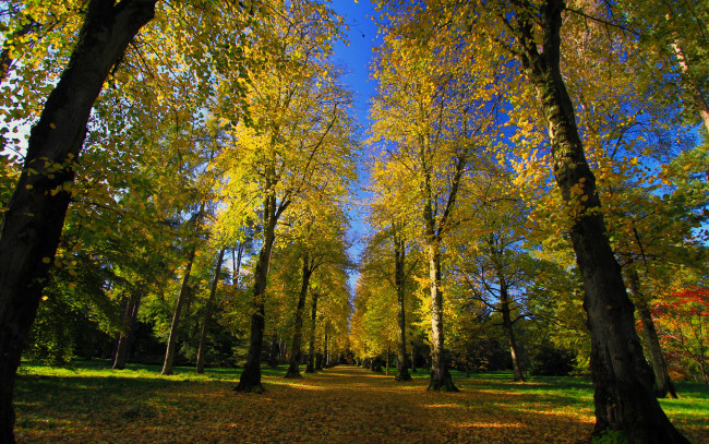 Обои картинки фото природа, парк, деревья, осень, дорога
