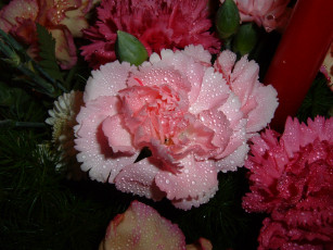 Картинка цветы гвоздики розовые в каплях красные