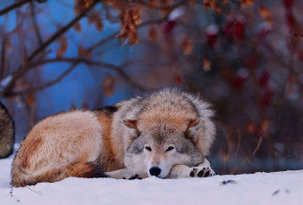 Картинка животные волки снег зима