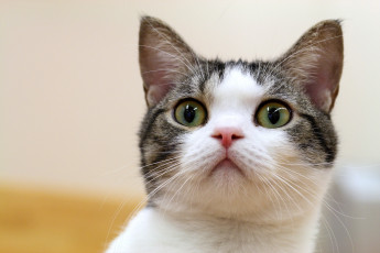Картинка животные коты взгляд усы