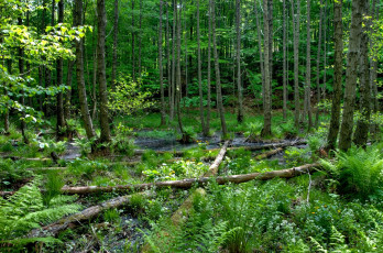Картинка природа лес зелень деревья папоротник