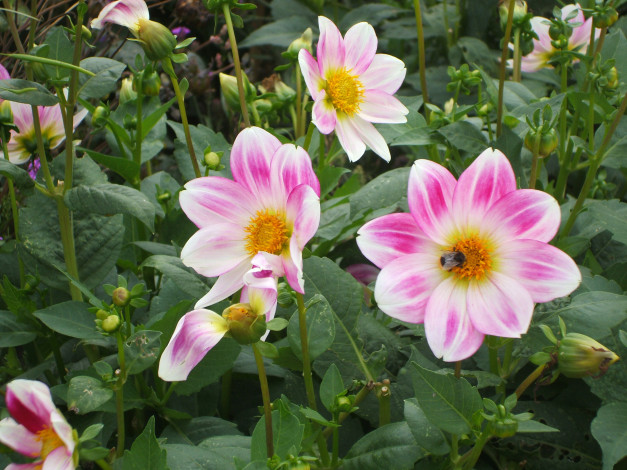 Обои картинки фото цветы, георгины, бело-розовые, пчела