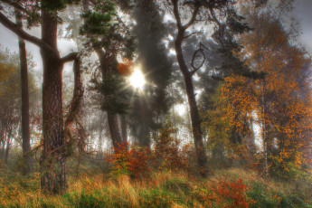 Картинка природа восходы закаты лес туман трава деревья осень