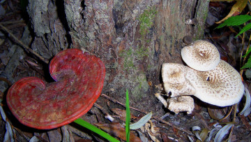 Картинка природа грибы красный серый