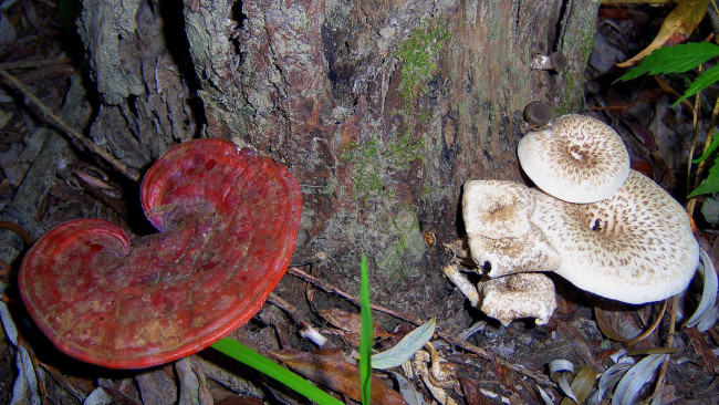 Обои картинки фото природа, грибы, красный, серый