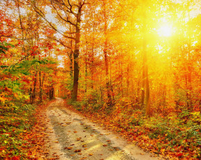 Картинка природа дороги лучи тропа листья деревья лес осень