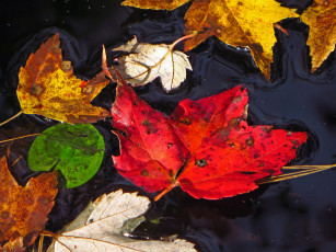 Картинка природа листья осень макро вода
