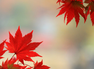 Картинка природа листья багрянец осень клен